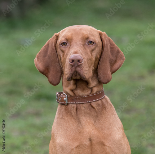 Hungarian Vizla