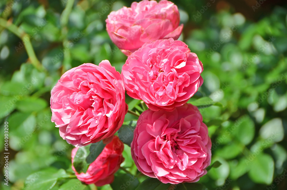 Rosa odorata flower Rosa odorata flower