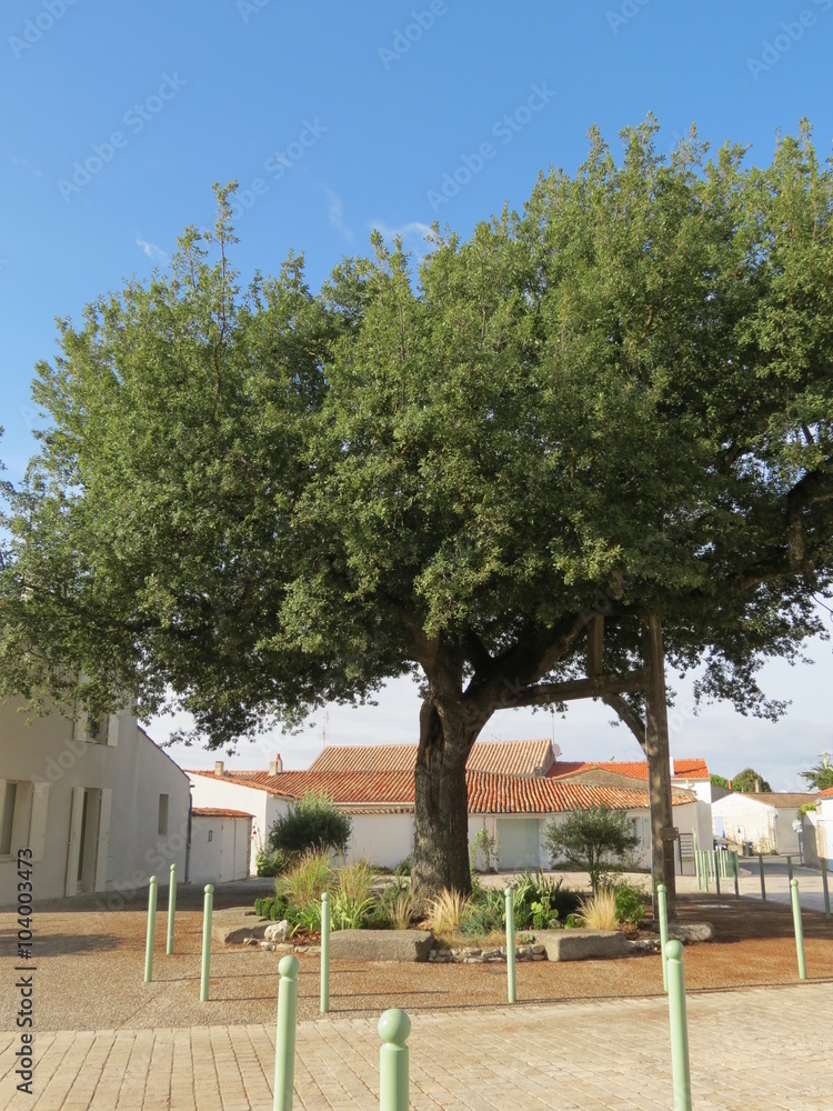 Obraz premium Charente-Maritime - Chêne bicentenaire, arbre remarquable