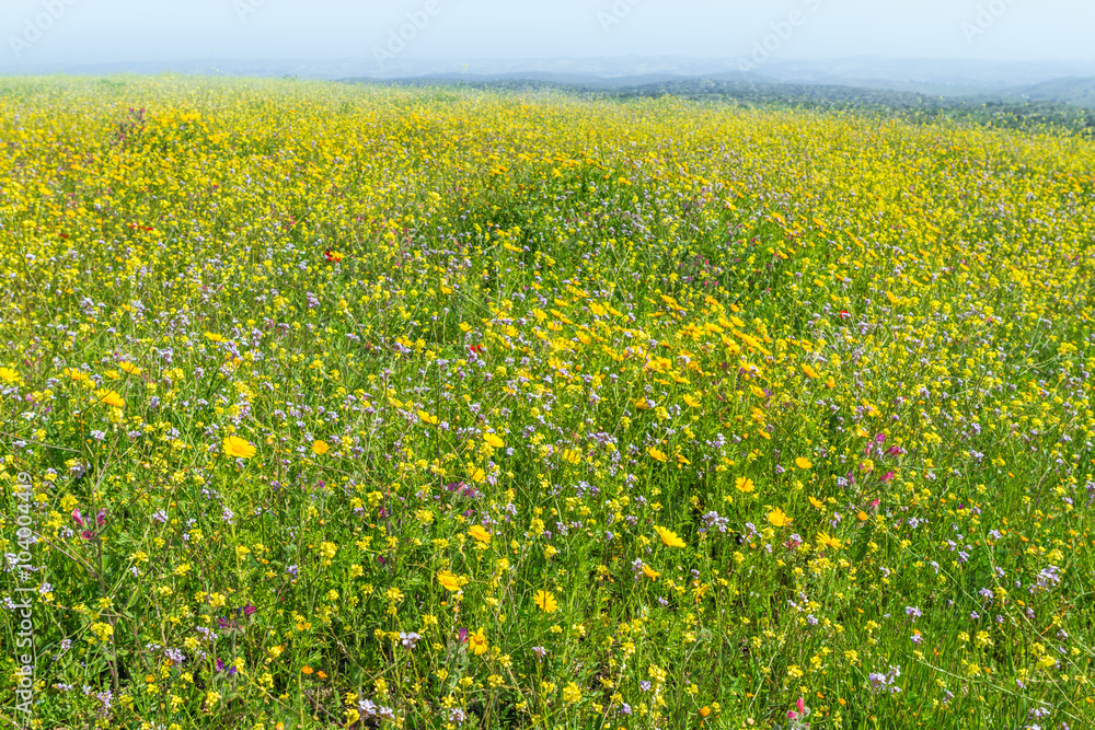 Fototapeta premium Blooming field spring day