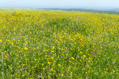 Blooming field spring day © dmlid