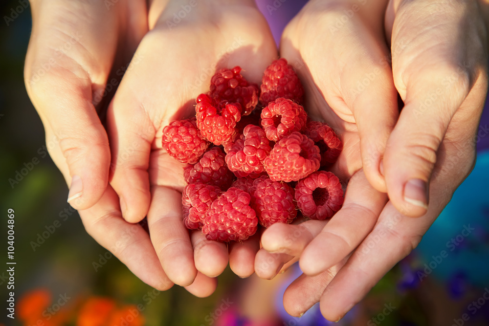 handful of red ripe raspberries in hands handful of red ripe raspberries in hands