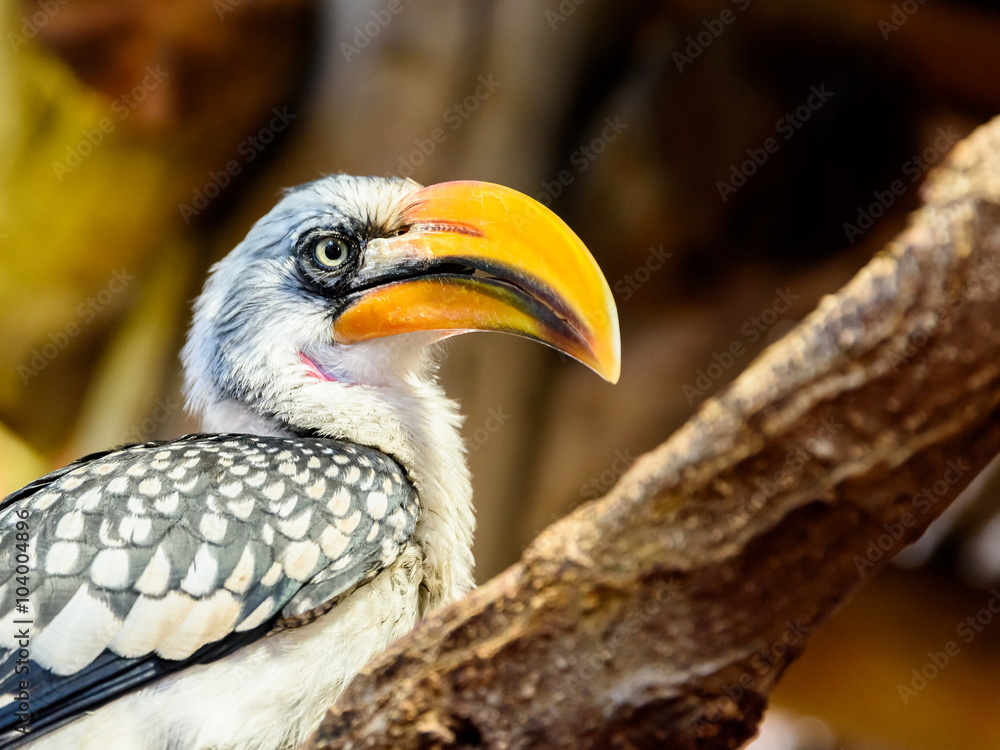 Exotic Jungle Bird With Yellow Beak On Branch