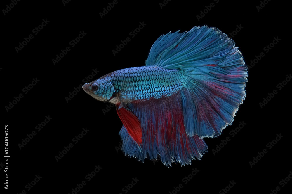 Fototapeta premium betta fish isolated on black background