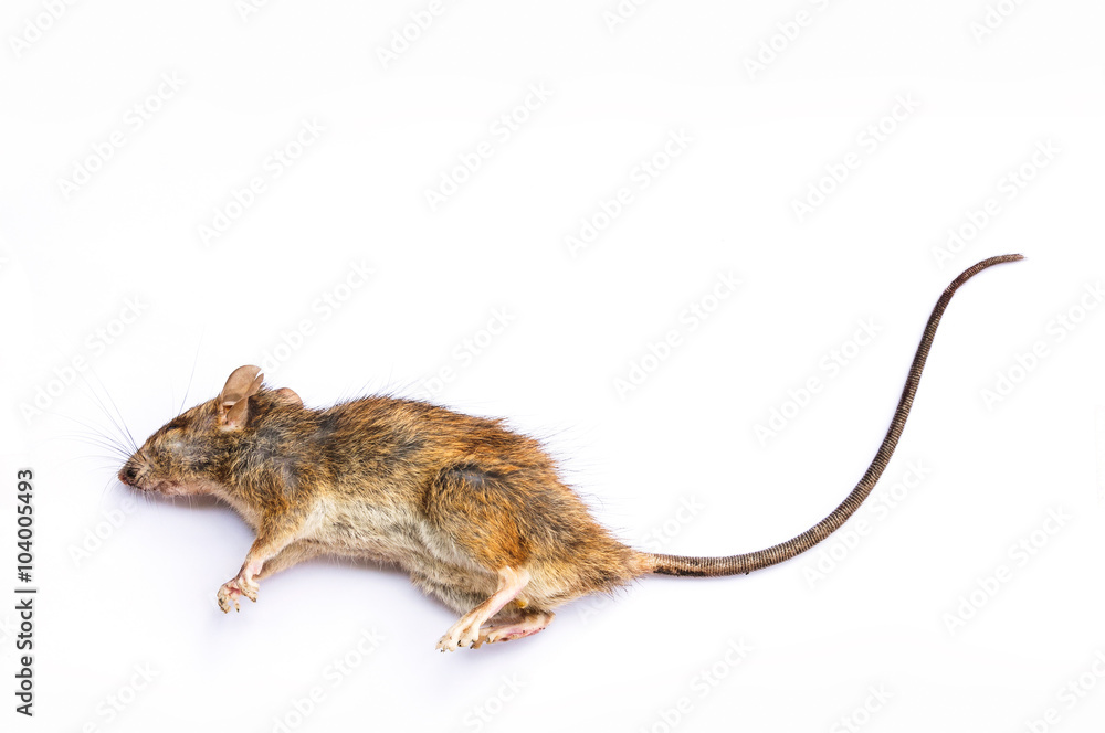 Dead Rat on white background Stock Photo | Adobe Stock