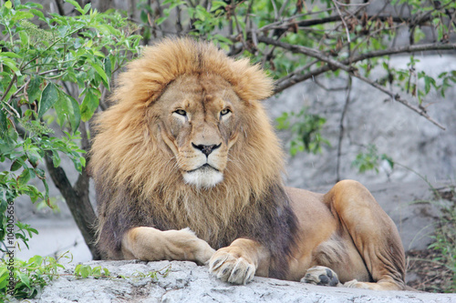 Lion is resting lying on the rocks