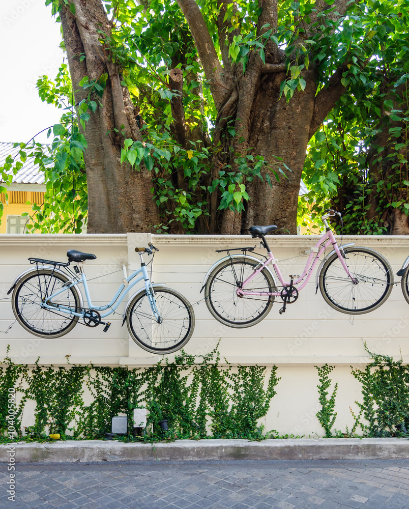 Fototapeta premium Bicycle hanging on the wall with ivy background.