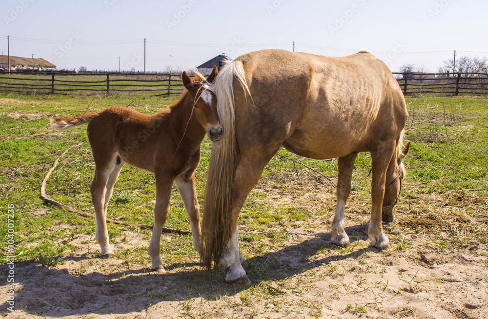 Fototapeta premium horse with a foal