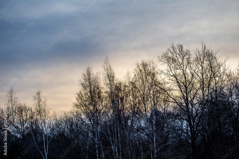 Sonnenaufgang am Waldrand im Winter Sonnenaufgang am Waldrand im Winter