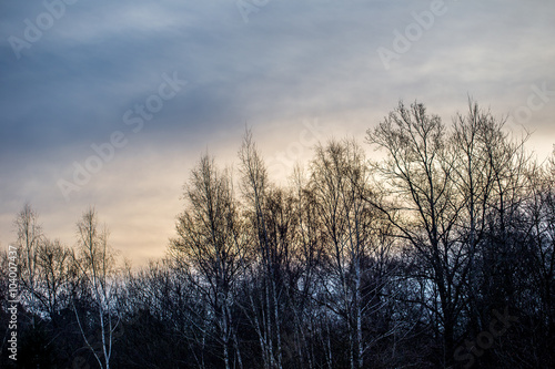 Sonnenaufgang am Waldrand im Winter 