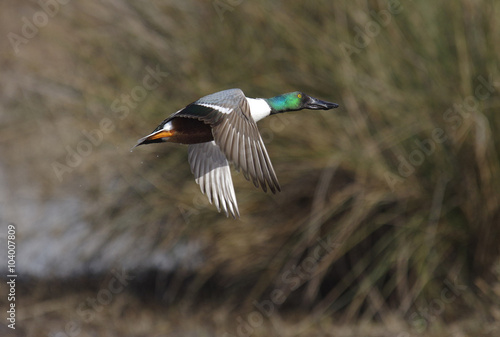 Northern Shoveler duck in flight