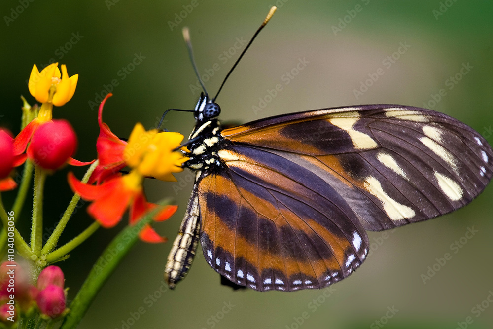 Fototapeta premium heliconius