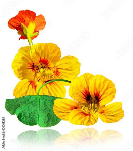 Wallpaper Mural nasturtium flowers isolated on white background Torontodigital.ca