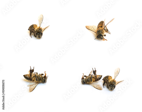 Closeup group of dead bee isolated on white background © kenkuza
