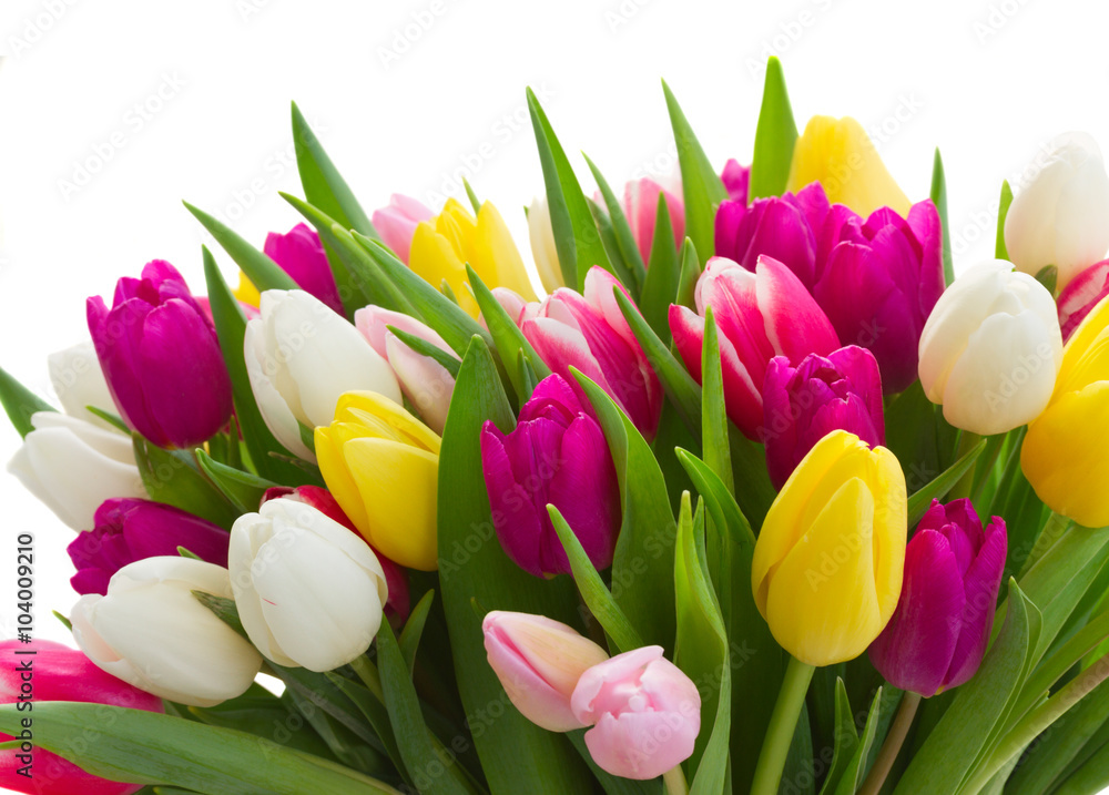 bouquet of  pink, purple and white  tulips - obrazy, fototapety, plakaty 