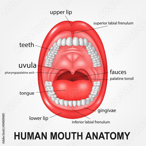 Human mouth anatomy, open mouth with explaining