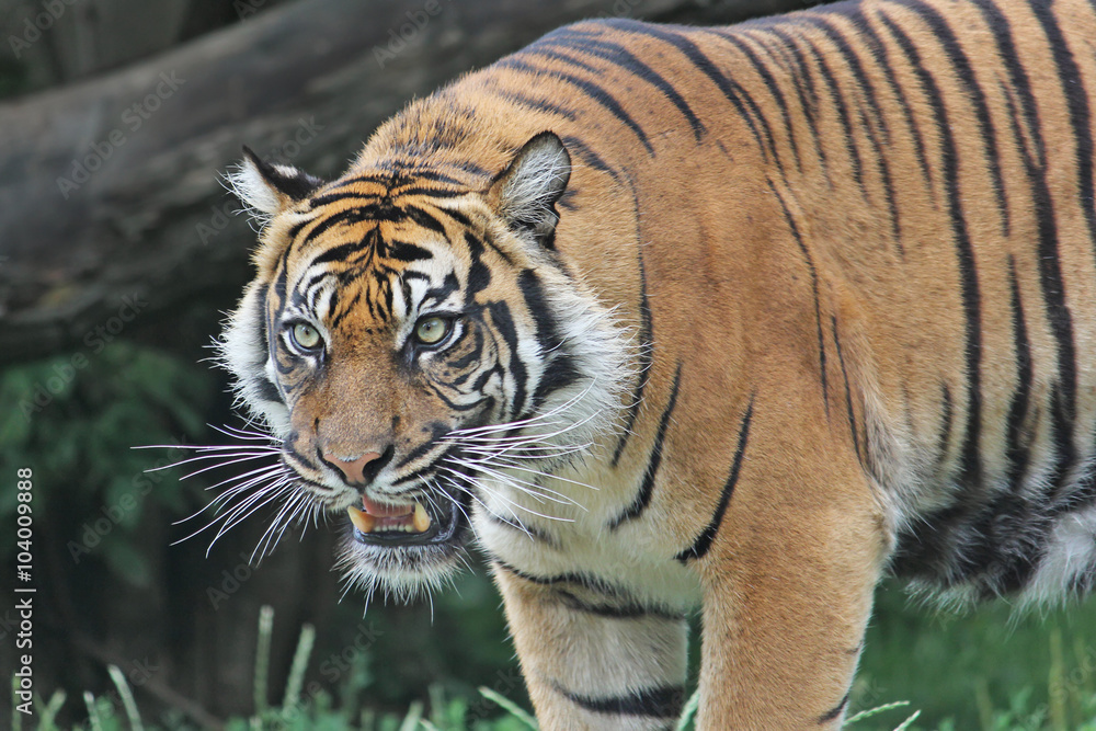 Sumatran tiger roars in the Warsaw Zoo. Close-up. Sumatran tiger roars in the Warsaw Zoo. Close-up.