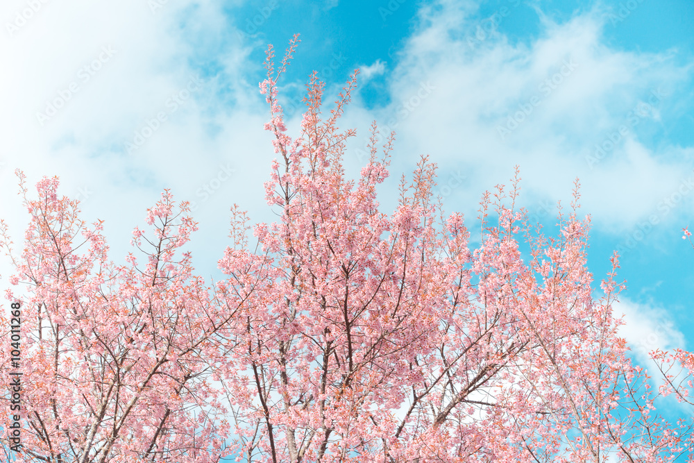 Wild Himalayan Cherry spring blossom Wild Himalayan Cherry spring blossom