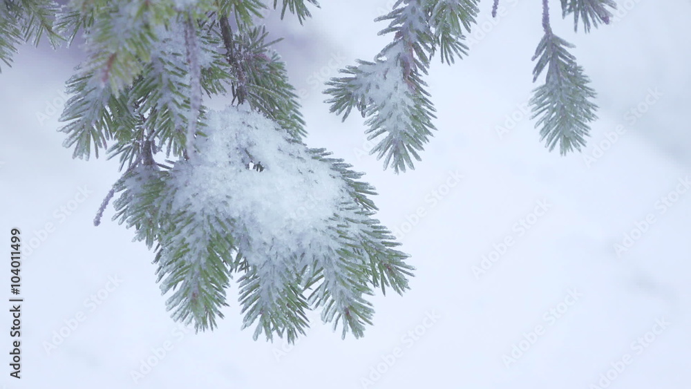 Snow covered trees Snow covered trees