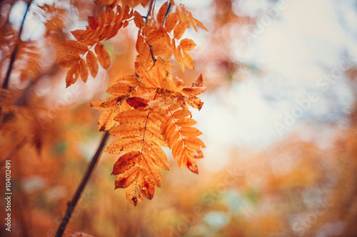 rowan-tree with rowanberry
