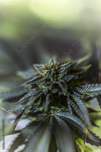 closeup on fresh green marijuana plants