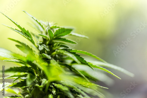 closeup on fresh green marijuana plants