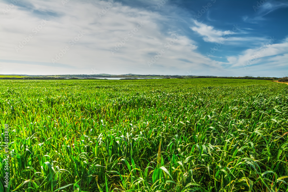green spikes field under a cloudy sky green spikes field under a cloudy sky
