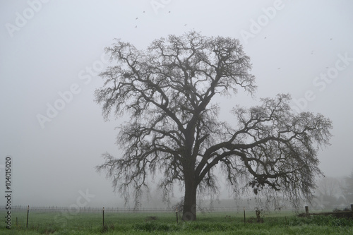 Oak tree in the winter
