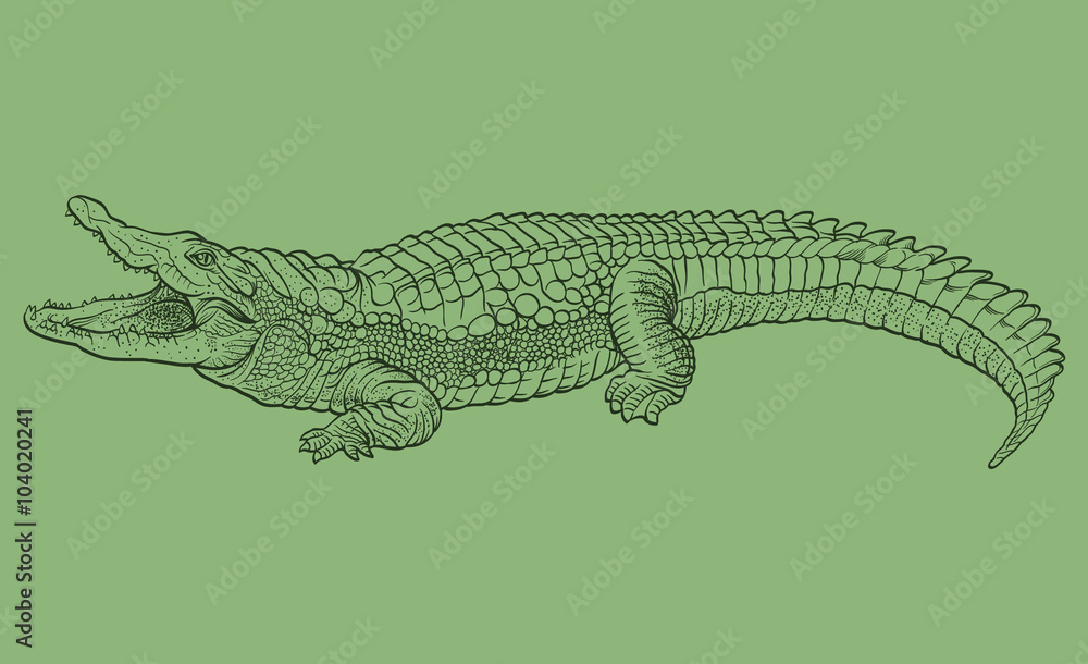 Obraz premium Hand drawn crocodile. Vector illustration