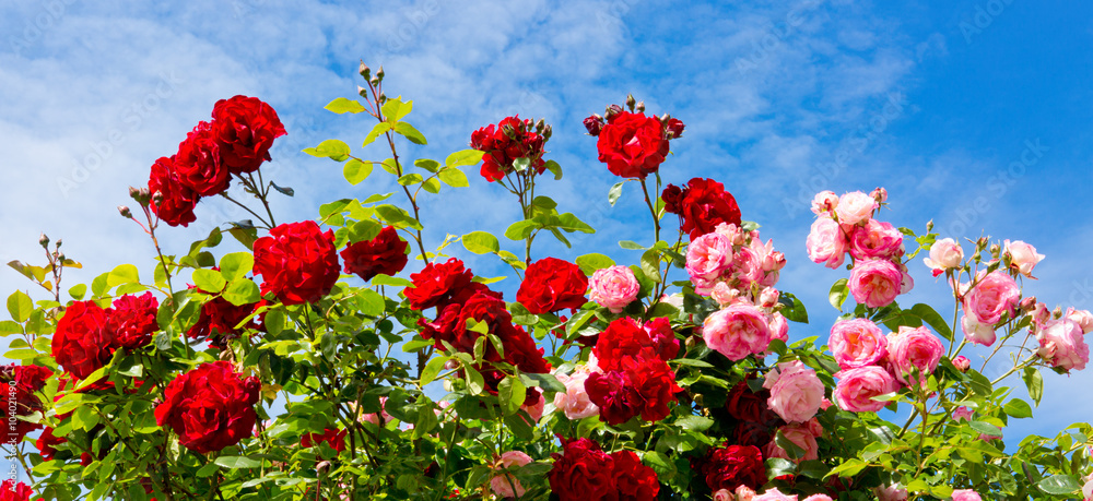 Red and pink climbing roses. - obrazy, fototapety, plakaty 