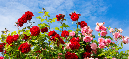 Fototapeta Naklejka Na Ścianę i Meble -  Red and pink climbing roses.