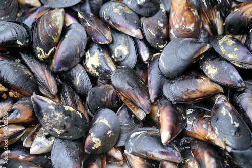 texture delicious mussels
