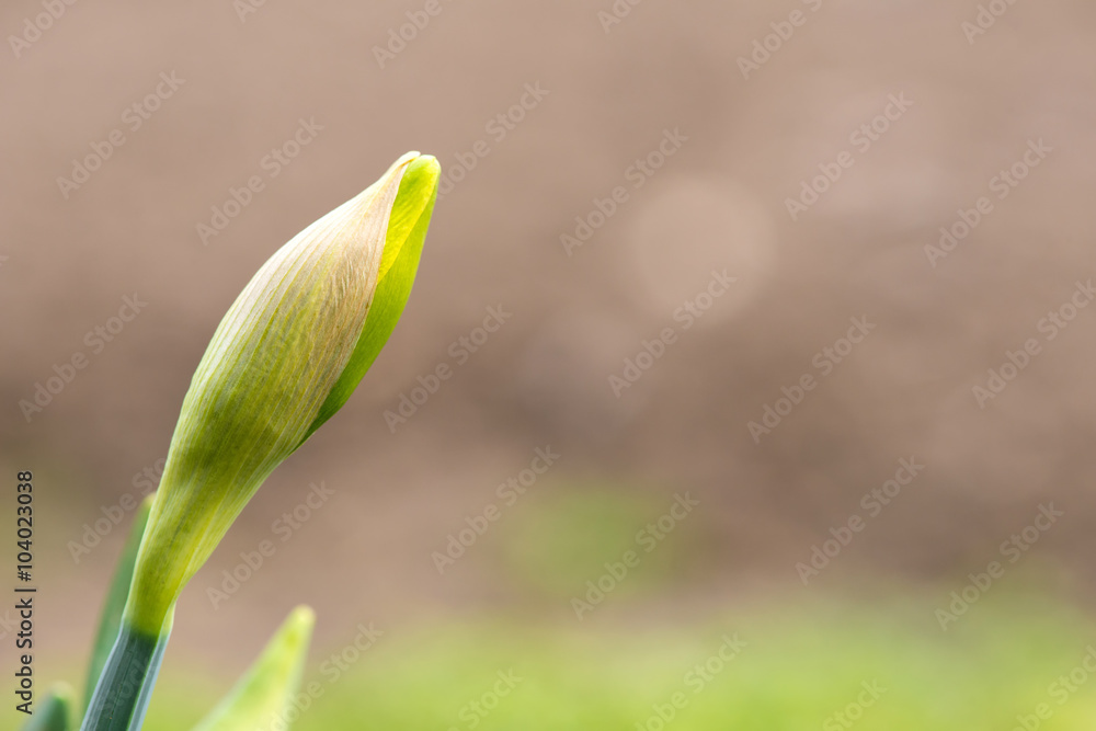 Obraz premium Sprouted spring flowers daffodils in early spring garden
