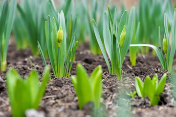 Foto auf Acrylglas Narzisse Sprouted spring flowers daffodils in early spring garden  © diyanadimitrova