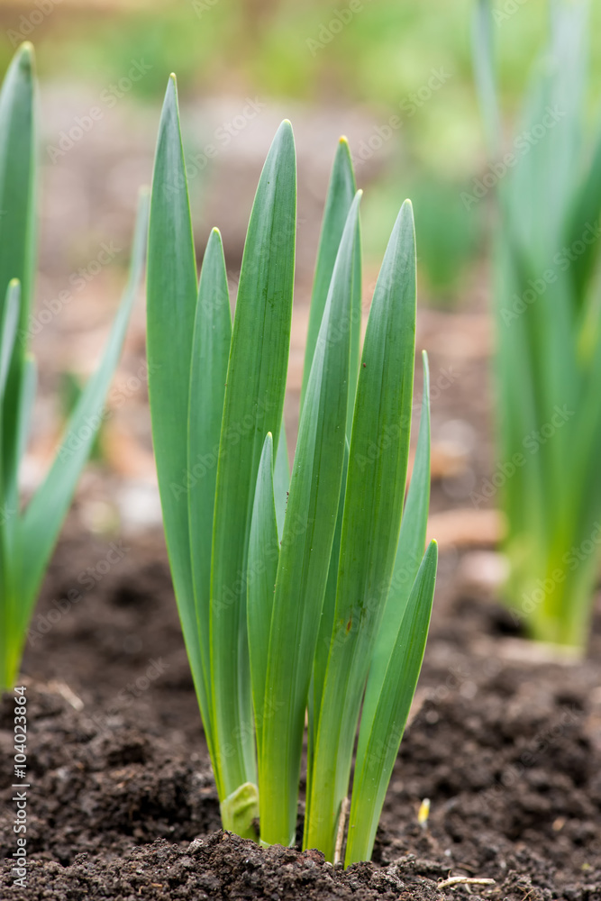Sprouted spring flowers daffodils in early spring garden - vertical orientation Sprouted spring flowers daffodils in early spring garden - vertical orientation