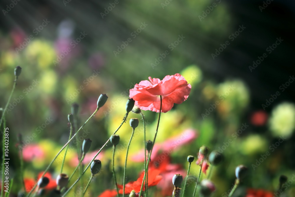 Obraz premium Poppies on a meadow