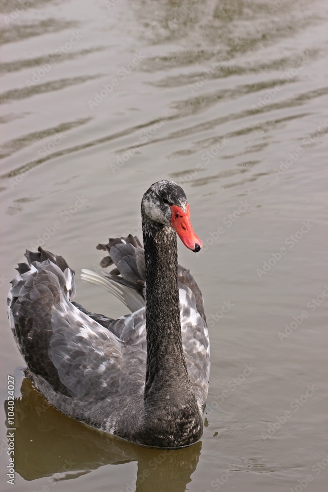 Fototapeta premium Hybridschwan (Cygnus atratus x olor), Kreuzung zwischen Höckerschwan (Cygnus olor) und Trauerschwan (Cygnus atratus)