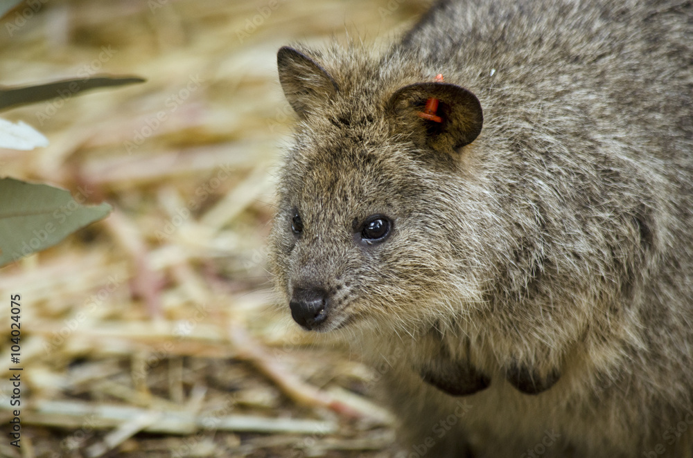quokka