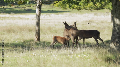 Red Deer (Cervus elaphus) calf suckling from mother. Stag enters the frame. Hinds and calf disperse.