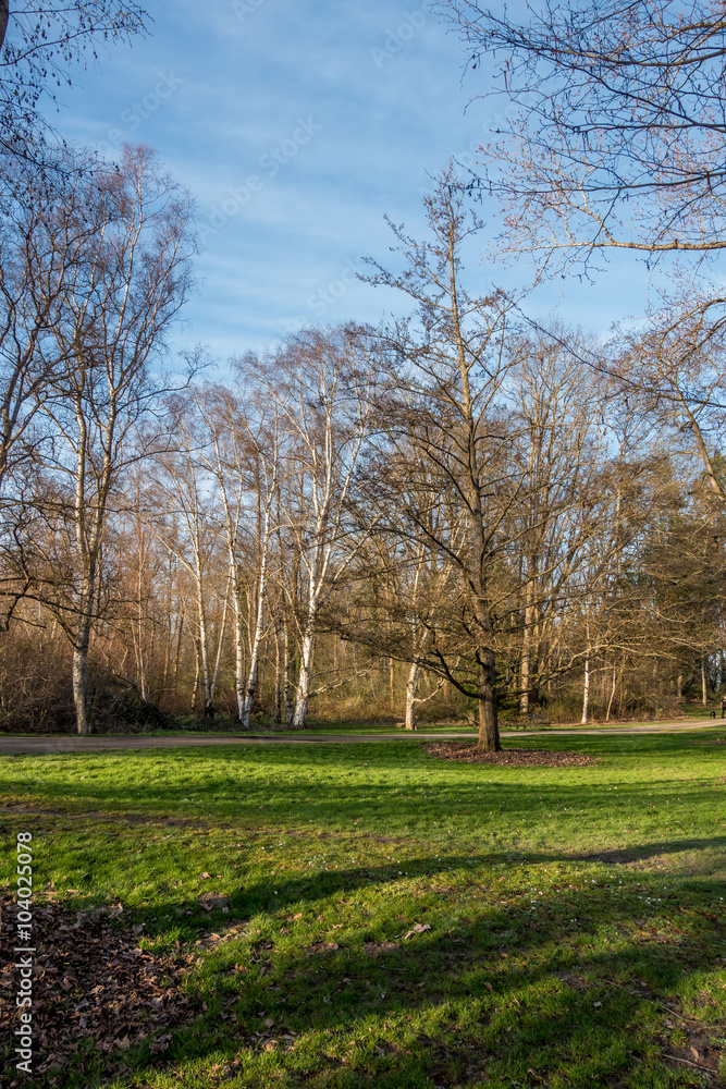 Obraz premium Seattle Spring Trees