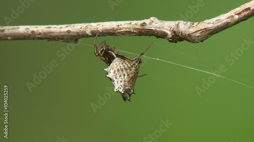 Spined Micrathena (Micrathena gracilis) Spider - Female 2 photo