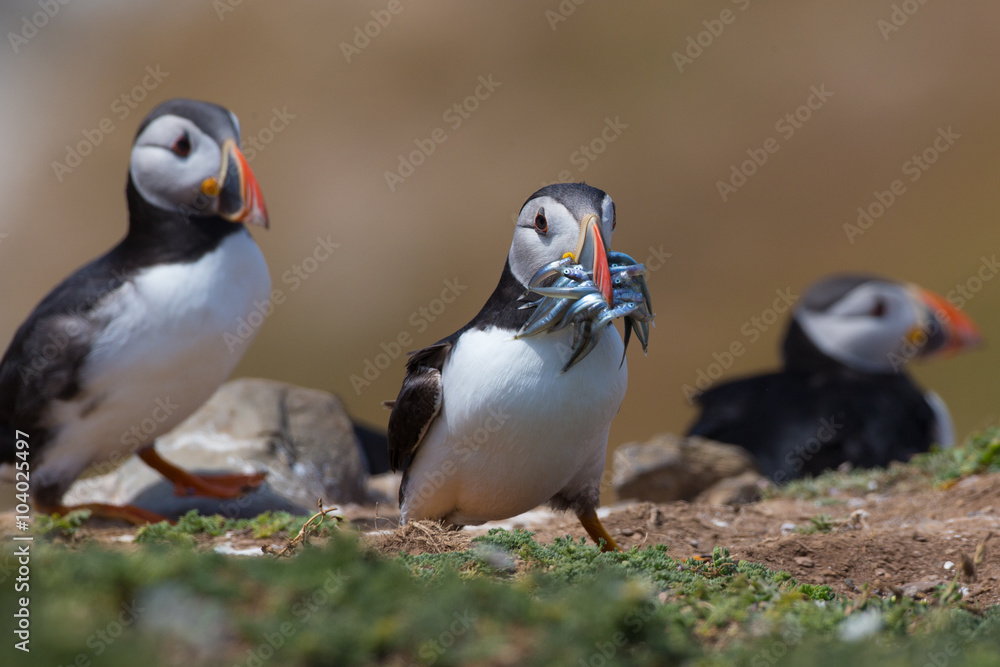 Fototapeta premium Skomer Island