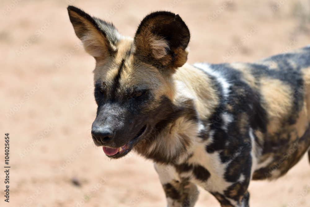 Fototapeta premium African Wild Dog