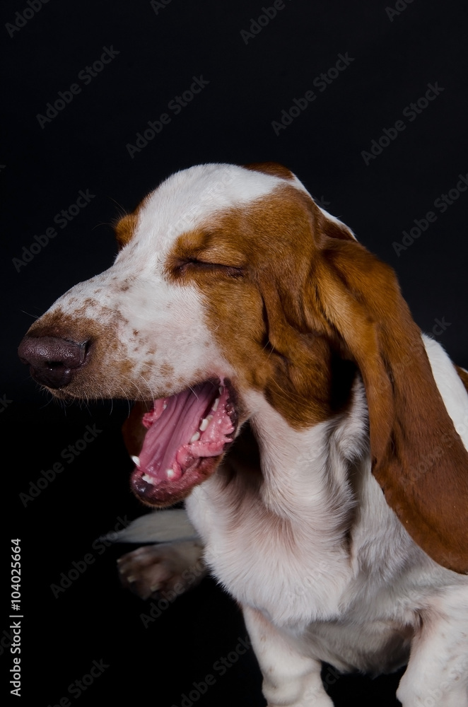 Funny yawning Basset Hound with its eyes closed (isolated on black, with focus on the nose)