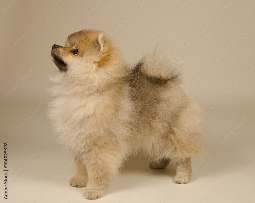 Cute Pomeranian puppy (on a beige background)