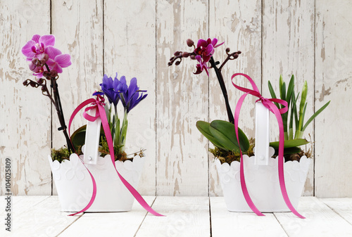 Fototapeta Naklejka Na Ścianę i Meble -  springtime, iris crocus and orchid flowers in basket on wooden white