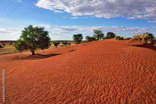 Kalahari desert  Namibia