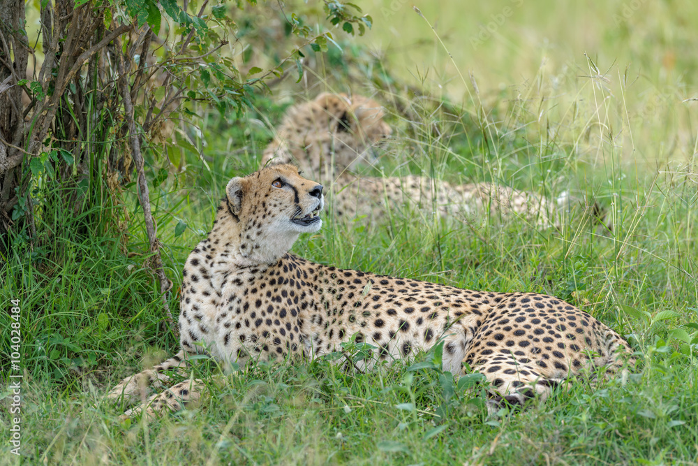 cheetah cheetah