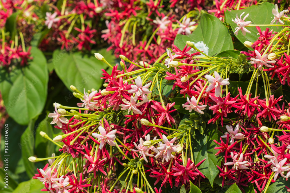 Spring flowers in a garden Spring flowers in a garden