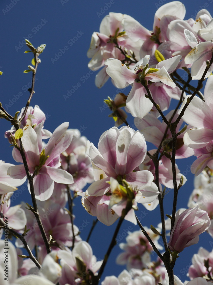 Obraz premium tree with beautiful pink blossoms 